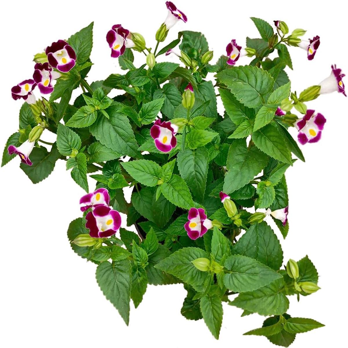 Wishbone Mixed Flower Seeds for Planting in Flower Bed and Garden