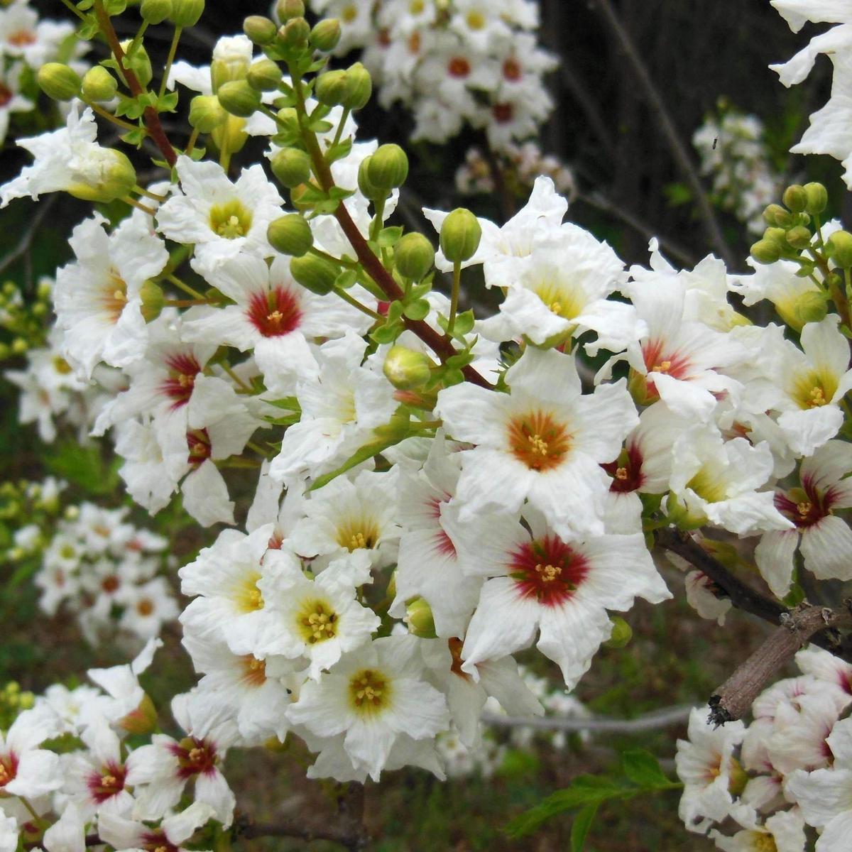 Xanthoceras Sorbifolium Planting Flower Seeds
