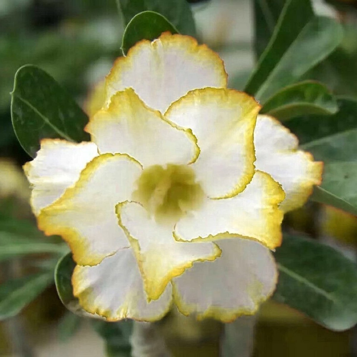 Yellow-White Desert Rose (Adenium obesum) Flower Seeds for Planting Heirloom, Non-GMO, Drought-Tolerant, Succulent