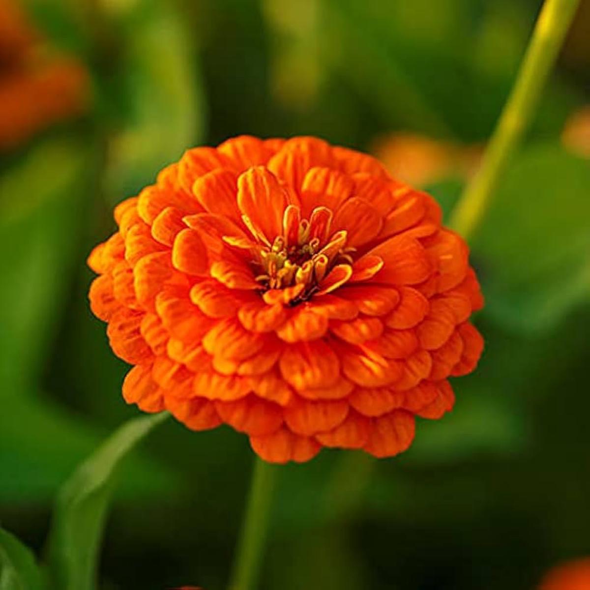Zinnia Double Zahara Orange Bright Flower Seeds for Planting Heirloom, Non-GMO, High Germination Garden Blooms