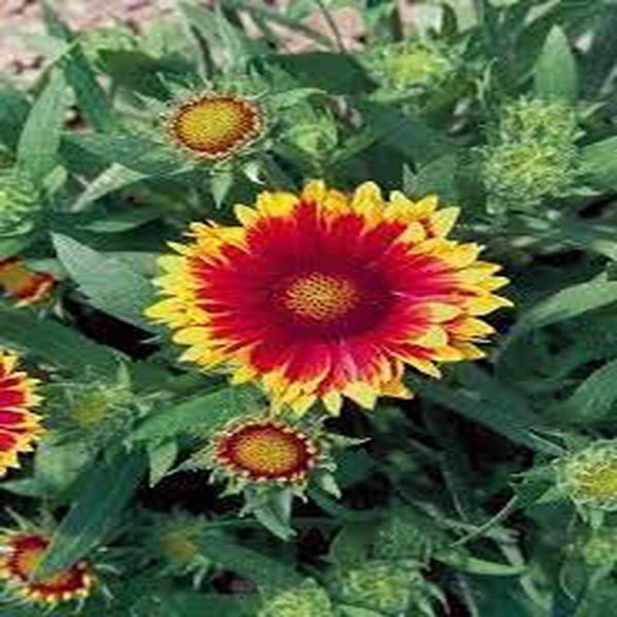 Arizona Flower seeds for Planting - Seasonal Bloomer, Heirloom & GMO Free Seeds for Home Garden