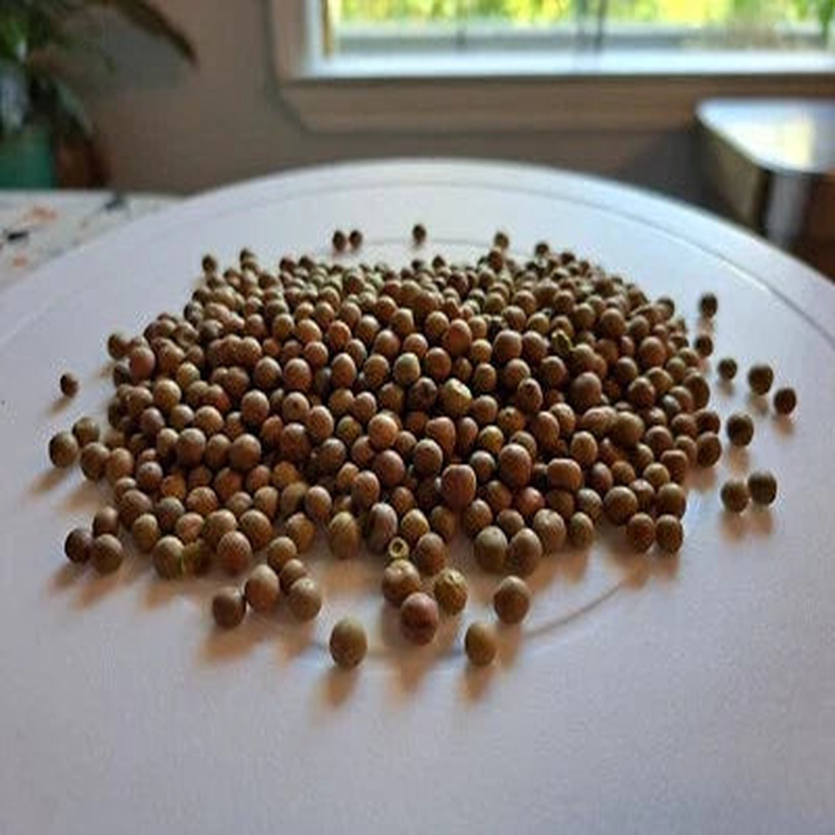 Austrian Winter Pea Pisum Sativum Nitrogen Fixing Cover Crop Planting Pound Heirloom Non Gmo