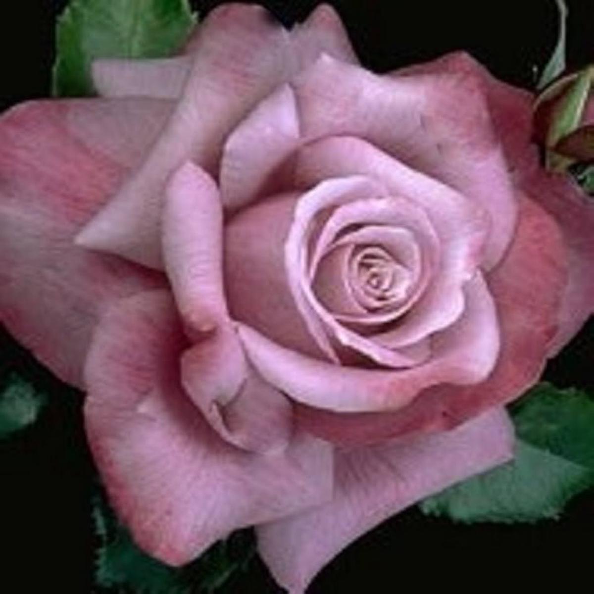 Barbara Streisand Rose Seeds for Planting Rosa hybrid for flower beds and urban gardens