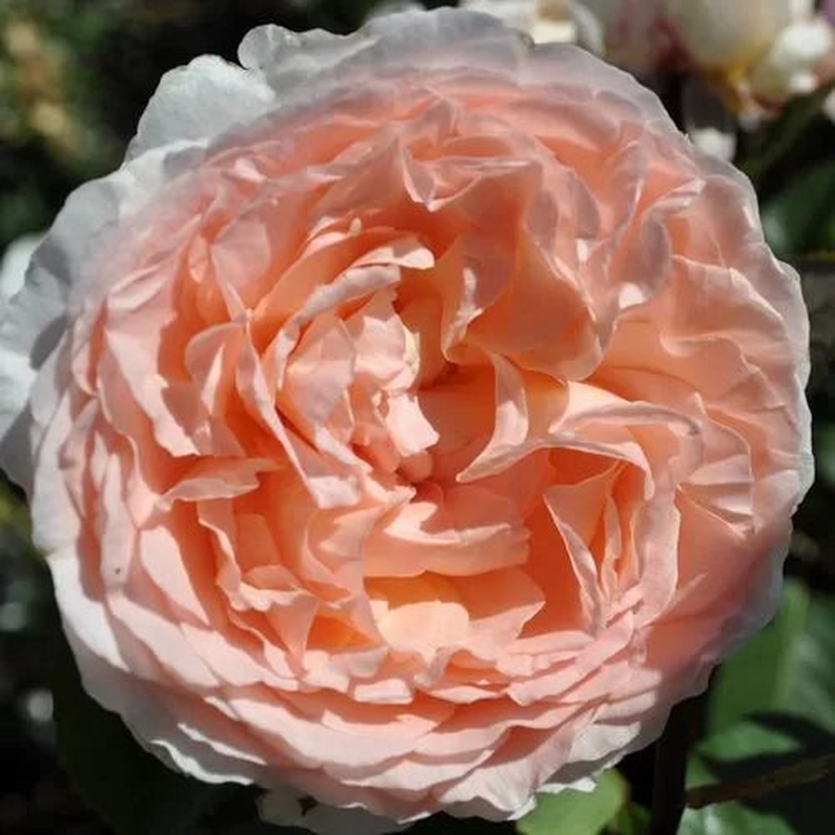Bliss Parfuma Hybrid Tea Rose Seeds | Highly Fragrant Blush Rose Heirloom, Non-GMO, High Germination Organic Garden Seeds