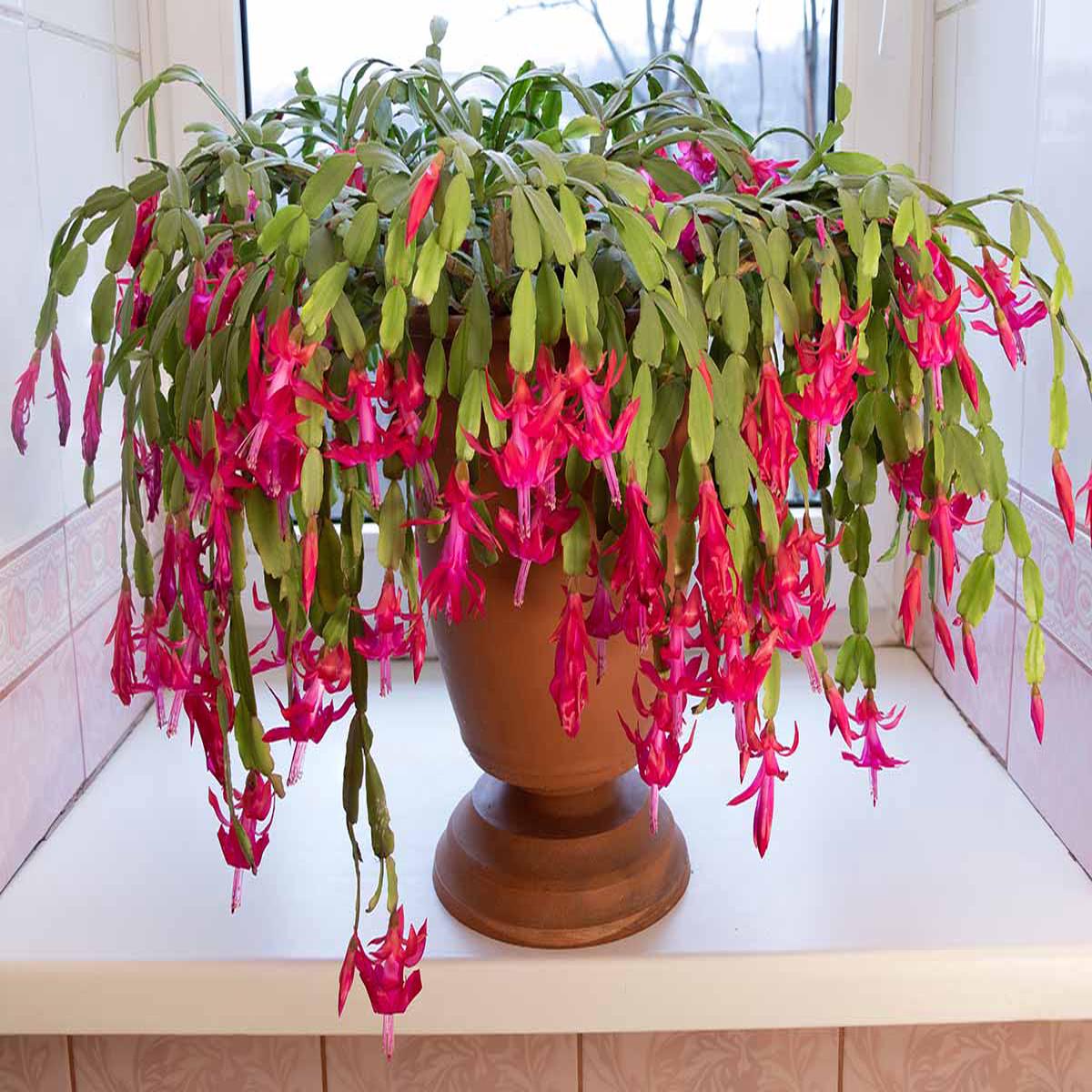 Heirloom Non-GMO Schlumbergera Flower Seeds for Planting  Ideal for Balcony Pots, High Germination Organic Seeds