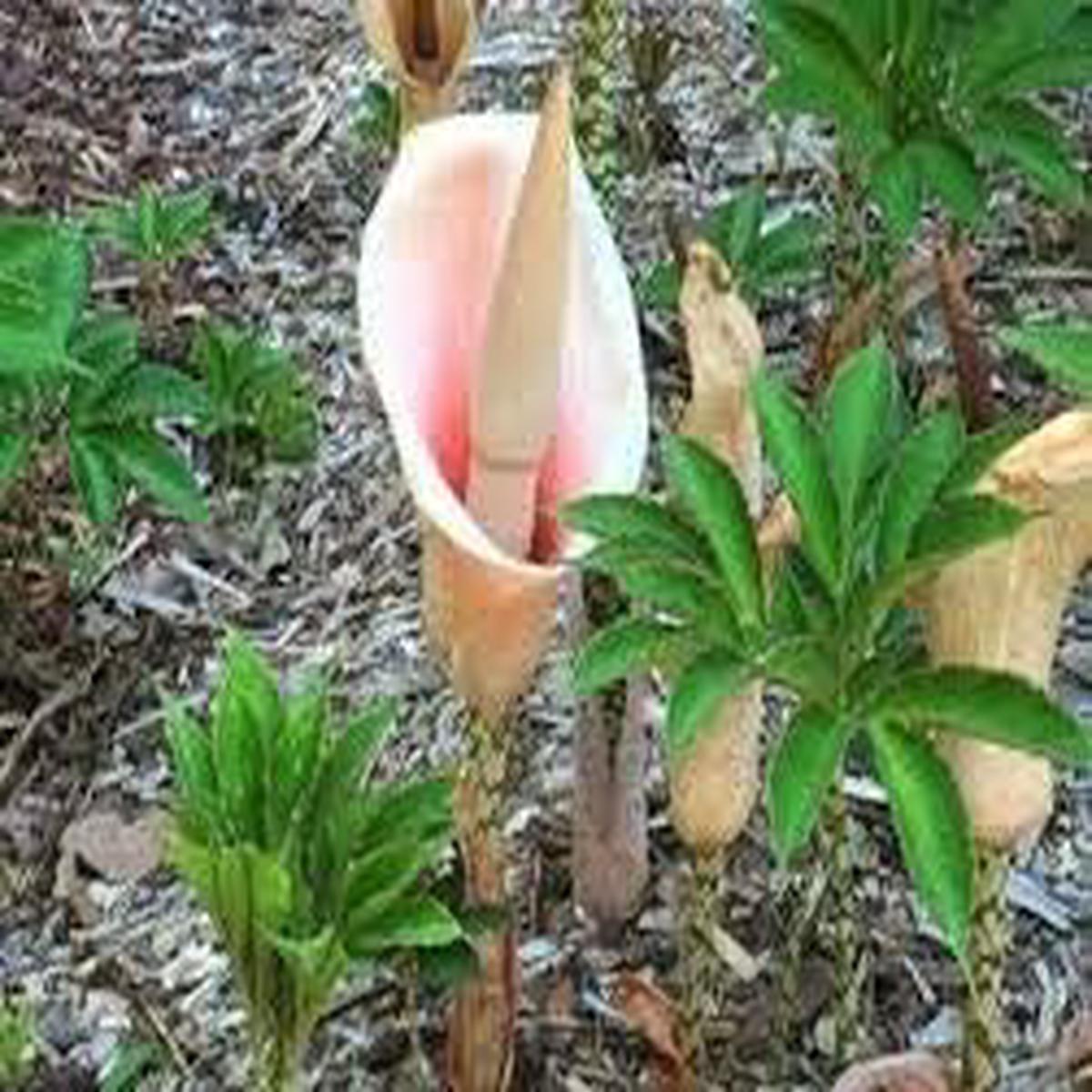 Rose Flower Seeds for Planting White  Long Bloom Season, Heirloom & Non-GMO, High Germination Organic Garden Seeds