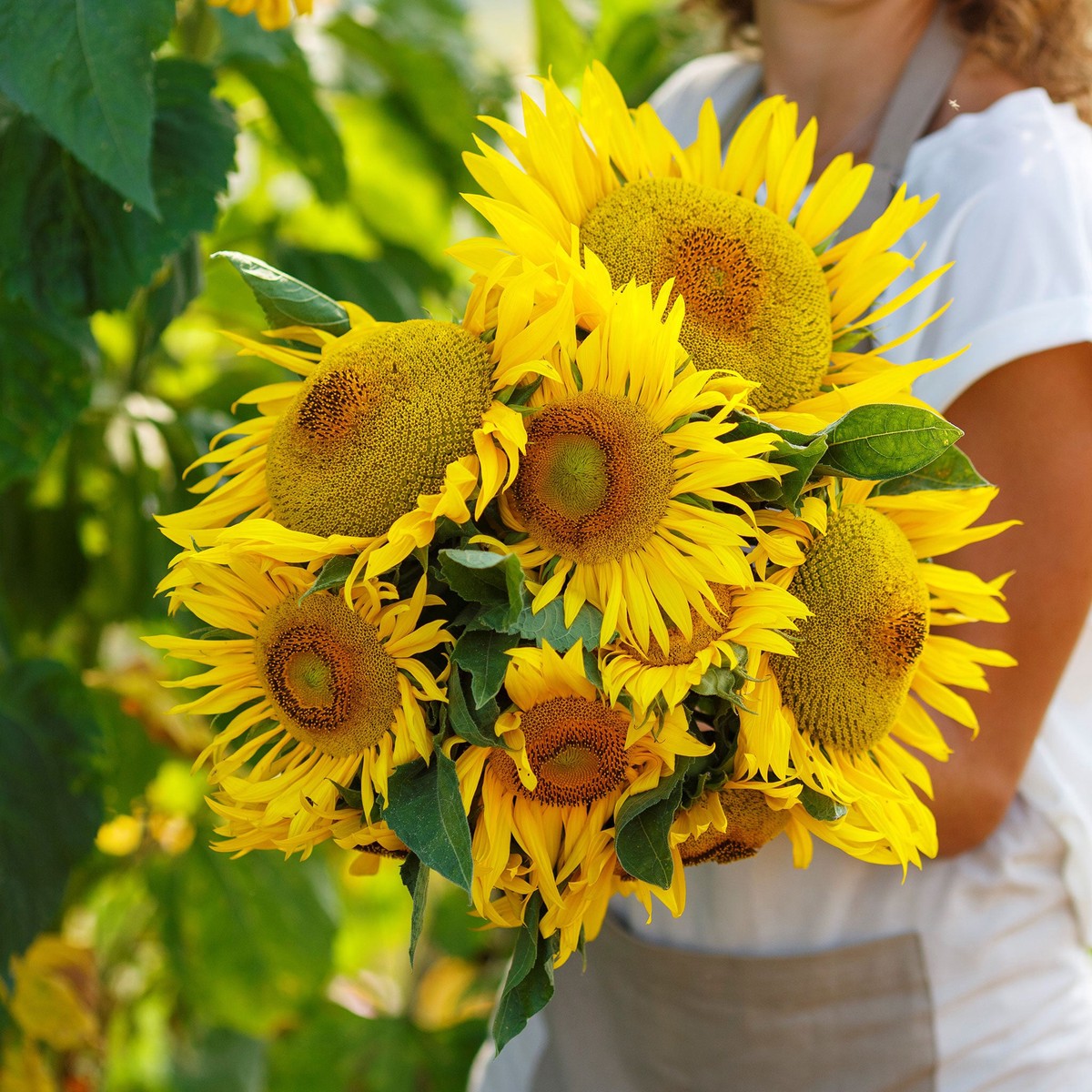 Sunflower Seeds (Dwarf) - Yellow Pygmy