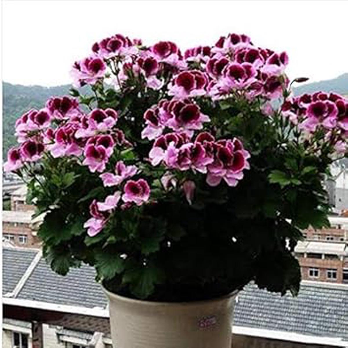 Violet Pink Geranium Heirloom Non-GMO Seeds for Planting  Organic Garden Seeds with High Germination Rate