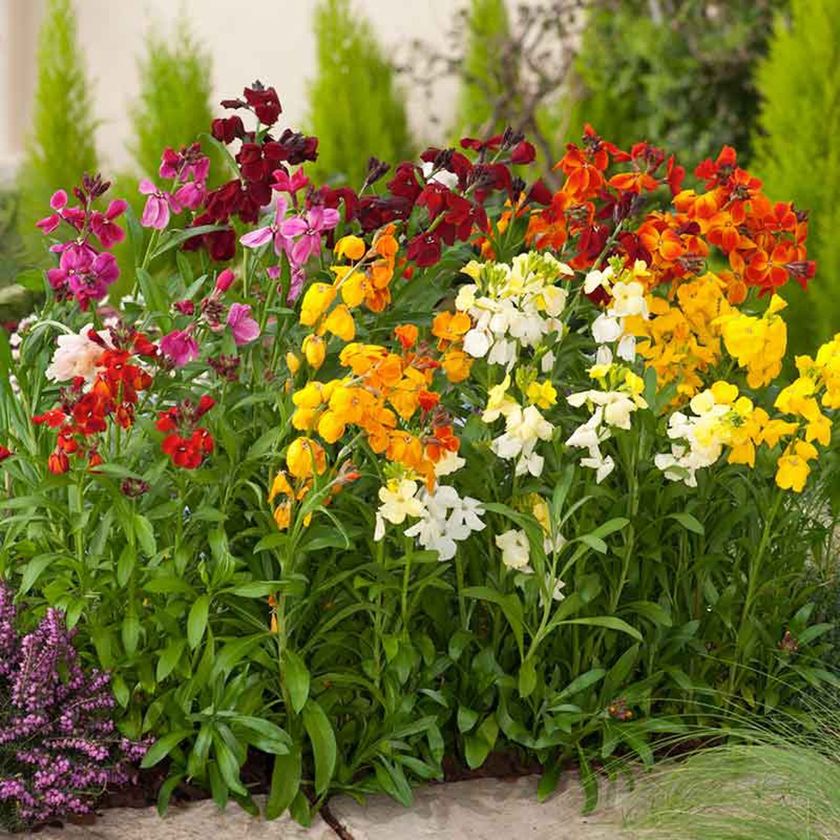Wallflower Seeds - Fair Lady Mix