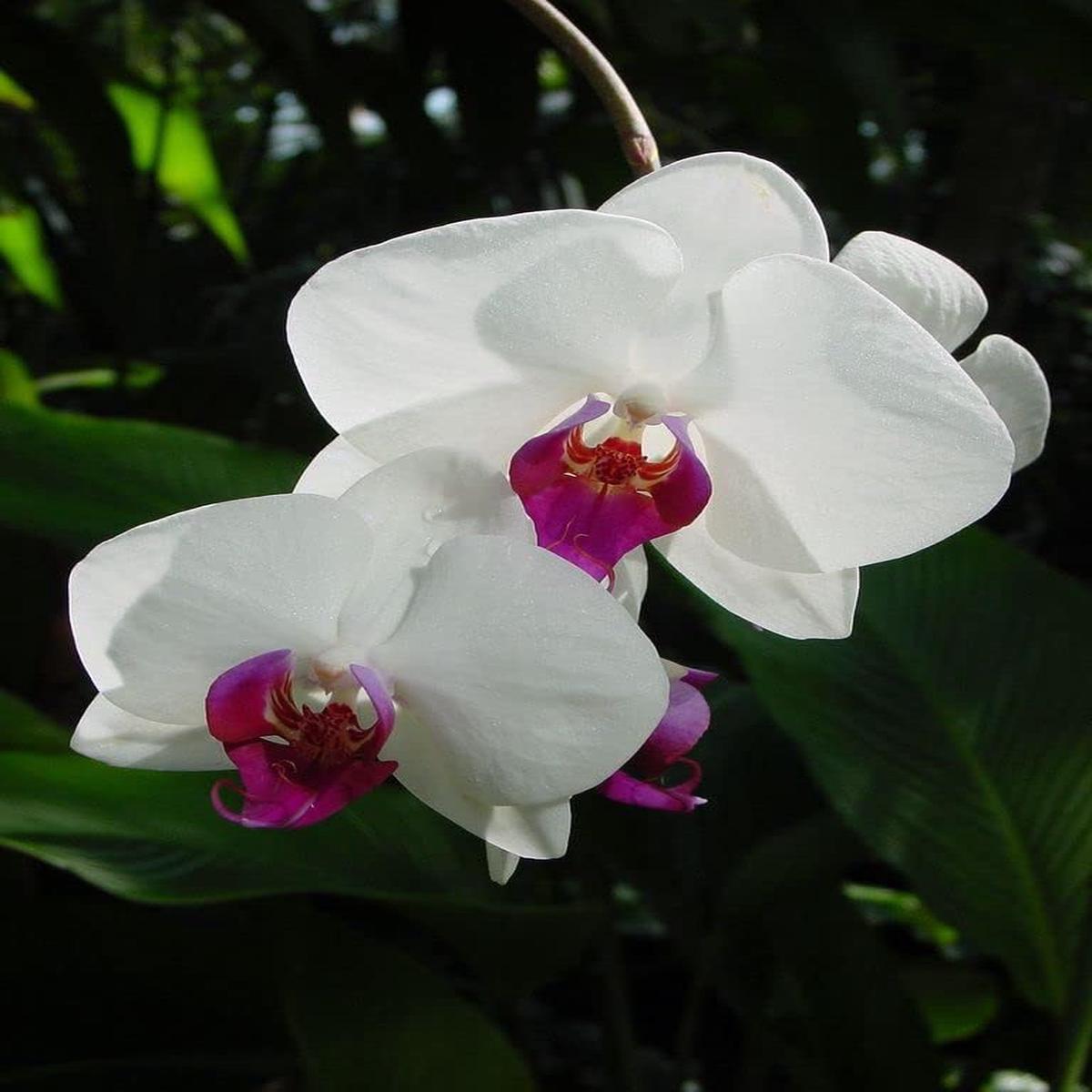 White Butterfly Orchid Flower seeds for Planting - Long Bloom Season, Heirloom & GMO Free Seeds for Home Garden