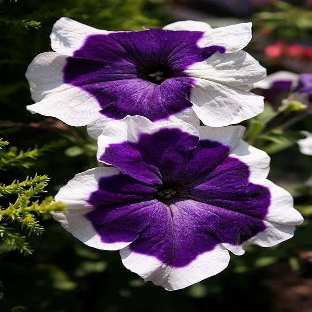 White Purple Petunia Flower Seeds for Planting  Heirloom Non-GMO Organic Garden Seeds