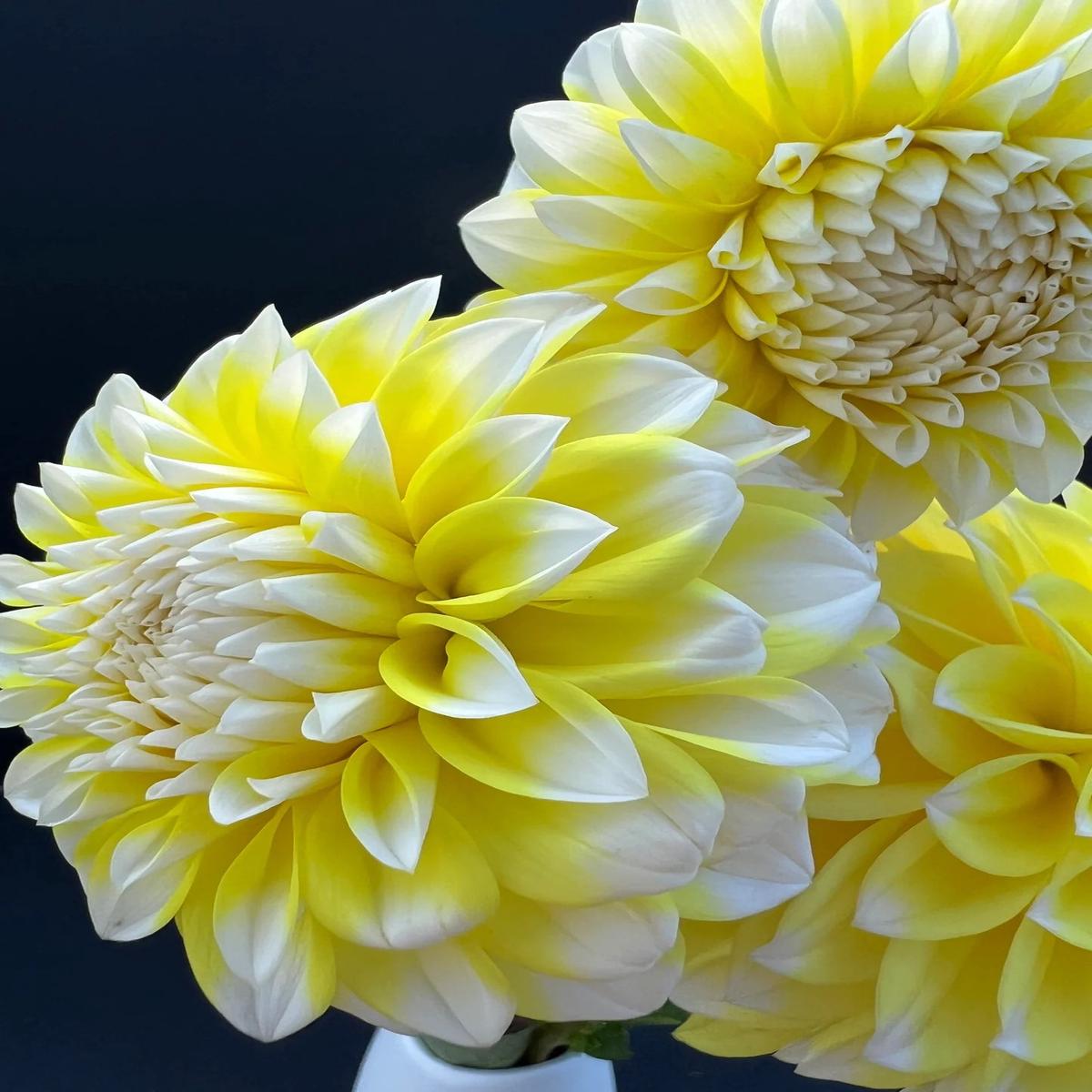 Yellow Two Color Dahlia Flower Seeds for Planting Heirloom Non-GMO High Germination