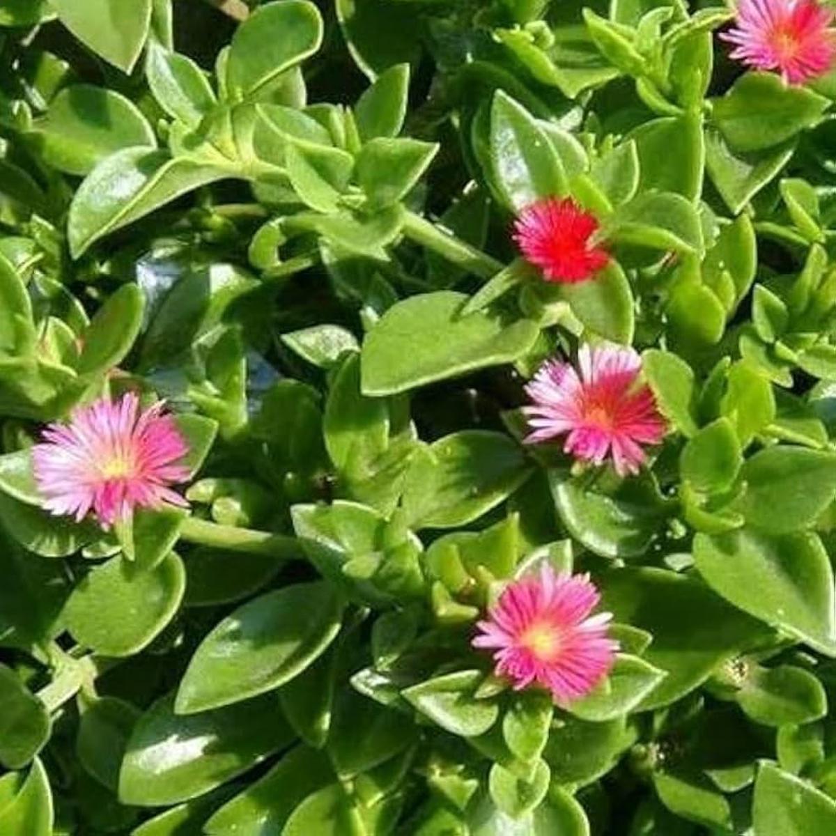 Aptenia Flower seeds for Planting Cottage Garden Essential Heirloom & GMO Free Seeds for Home Garden