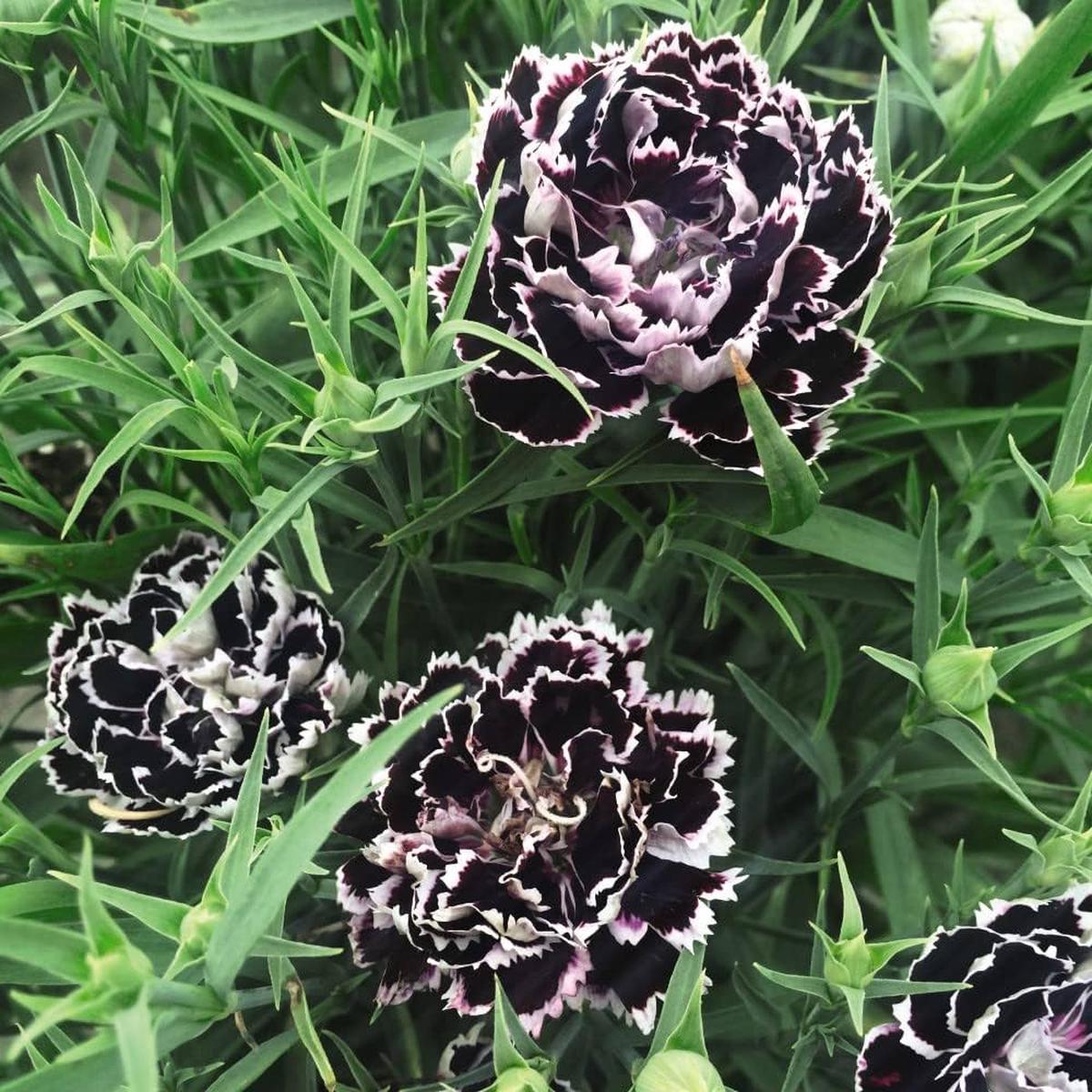 Black Carnation Dianthus Caryophyllus Flower For Indoor Pots Flower Seeds for Home Garden Planting,