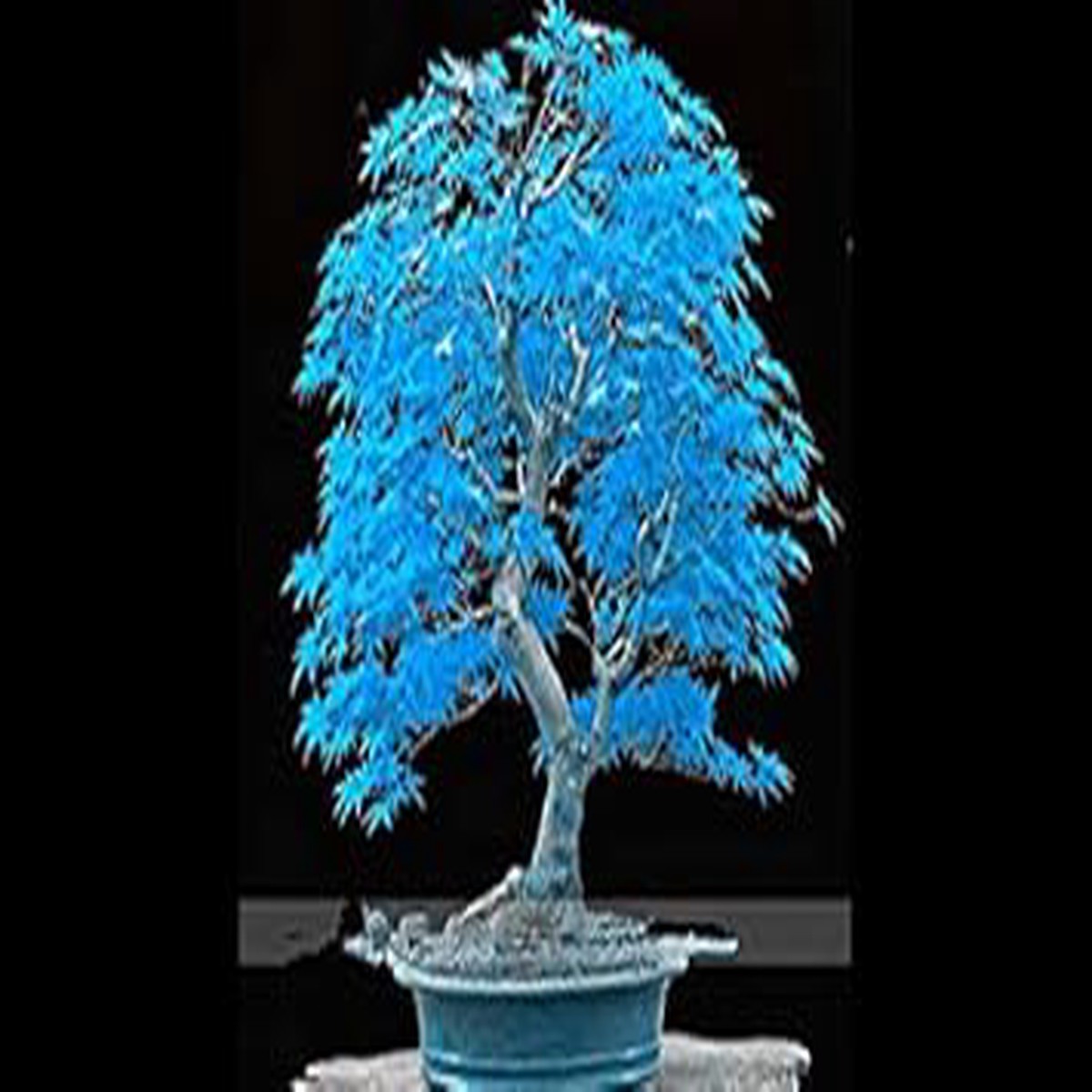 Blue Japanese Bonsai Maple Tree - Heirloom, Non - Gmo Seeds