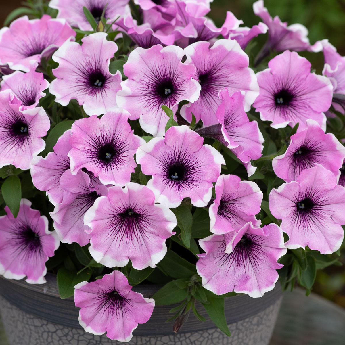 Violet Petunia Hanging Flower Seeds for Planting Heirloom NONGMO Easy to Grow Garden Blooms Sale