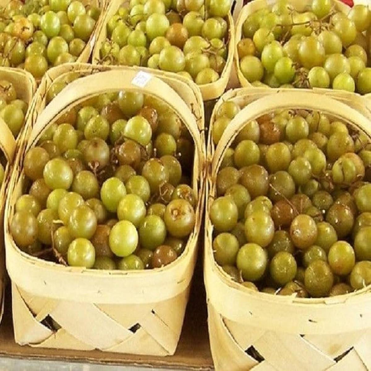 White Heirloom Non Gmo Giant Scuppernong Muscadine Sweet Large Grapes With Unique Flavor Flower