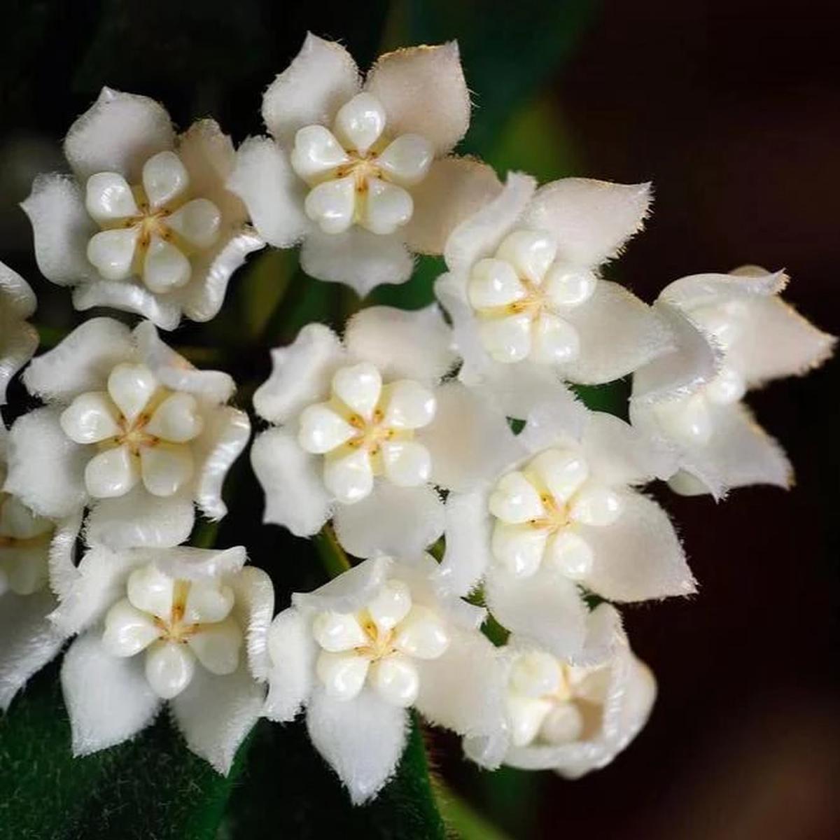 White Hoya Flower Seeds  Drought Tolerant, Heirloom & Non-GMO for Home Garden