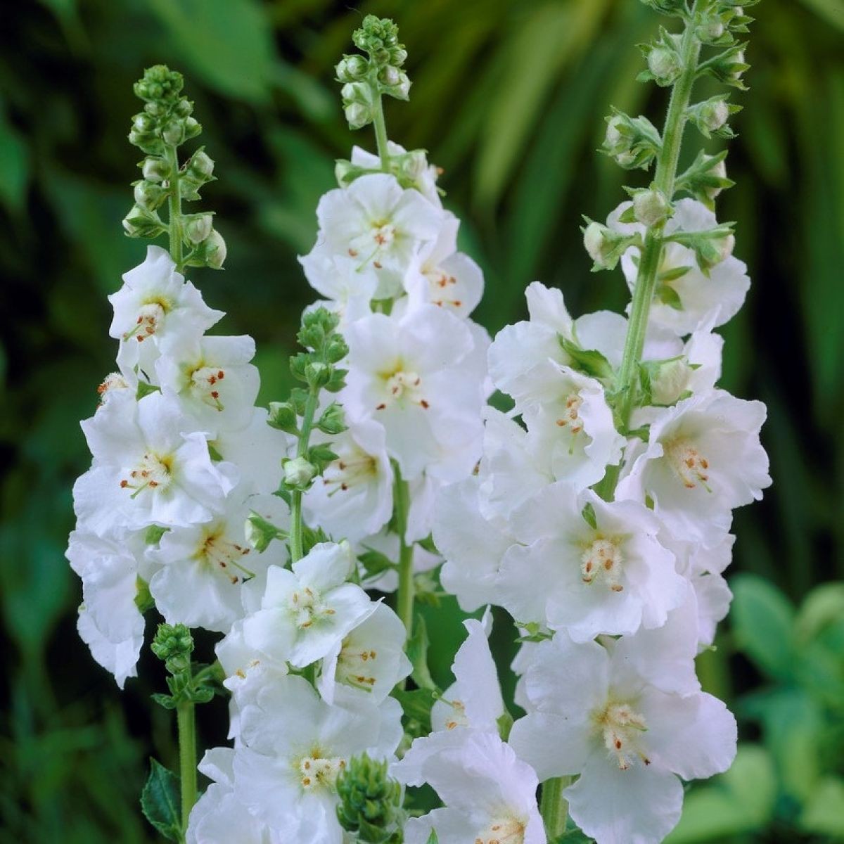 White Verbascum Flower Seeds for Planting Heirloom, Non-GMO, High Germination Organic Garden Seeds