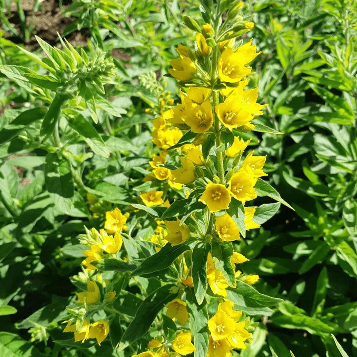 Yellow Lysimachia Punctata Flower seeds for Planting Shade Tolerant Heirloom & GMO Free Seeds for Home Garden Sale