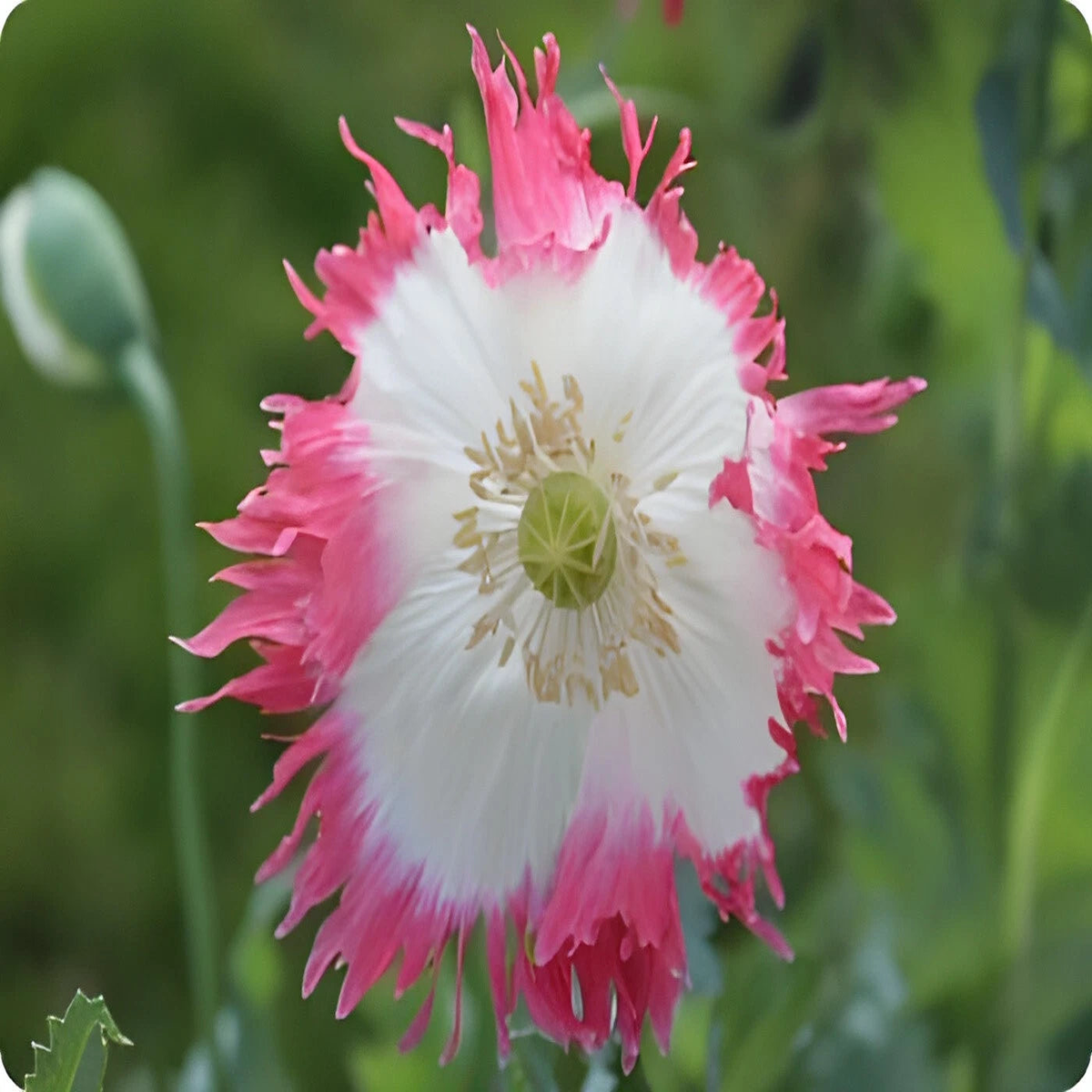 Amphora Poppy Seeds P Somniferum - Stunning Frilly White and Pink Petals  Heirloom, Non-GMO, High Germination Organic Garden Seeds