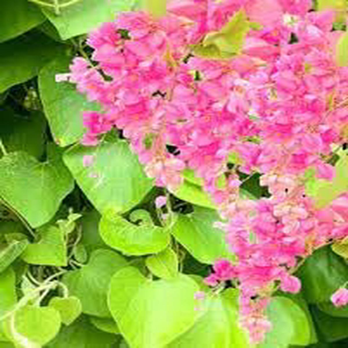 Antigonon Flower seeds for Planting - Colorful Display, Heirloom & GMO Free Seeds for Home Garden