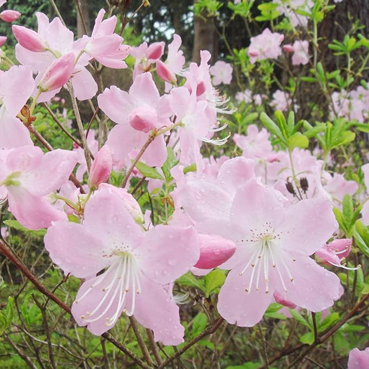 Azalea Rhododendron schlippenbachii Royal Flowering Seeds For Planting in home garden or shaded beds