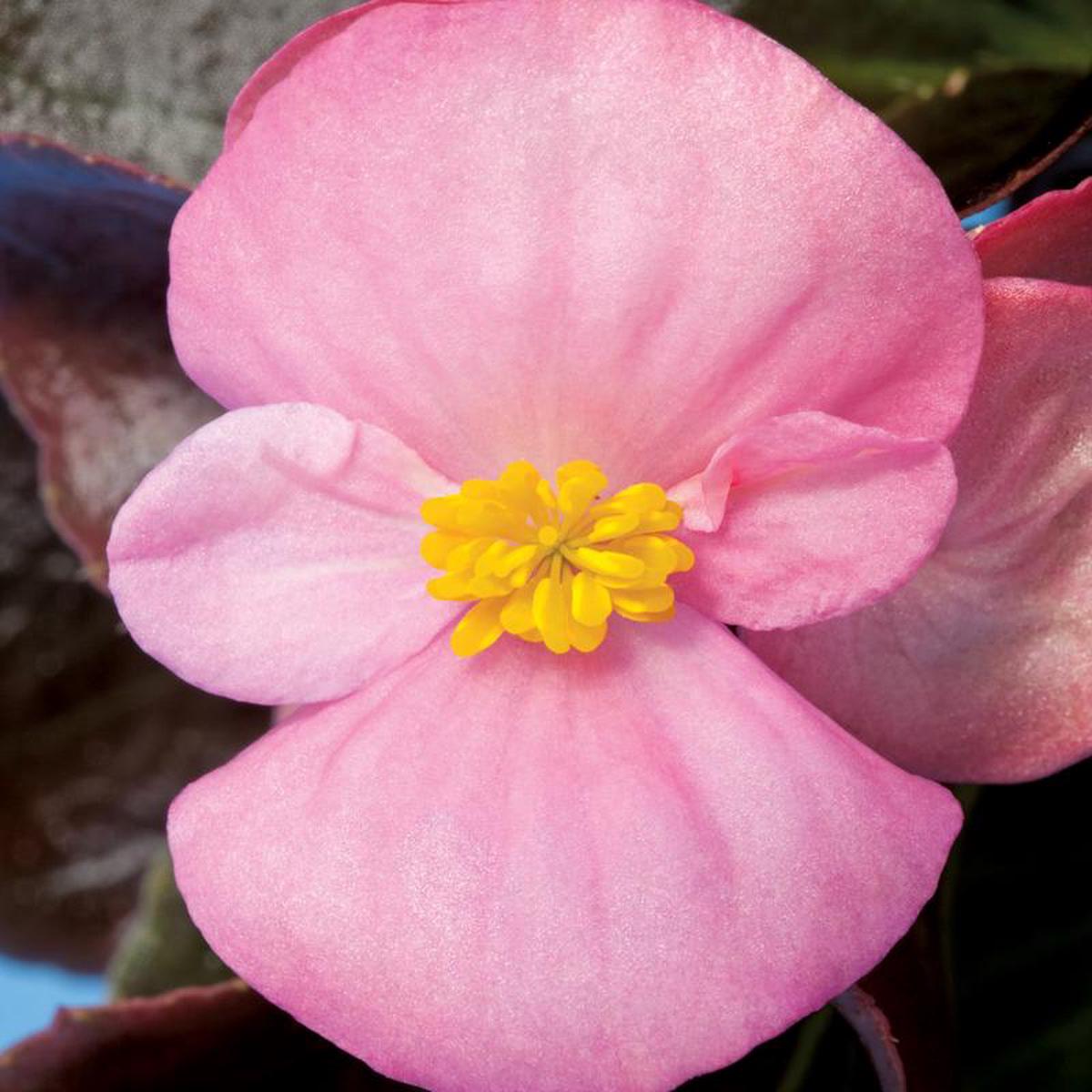 Begonia Rl Eris Pink - 10 seeds