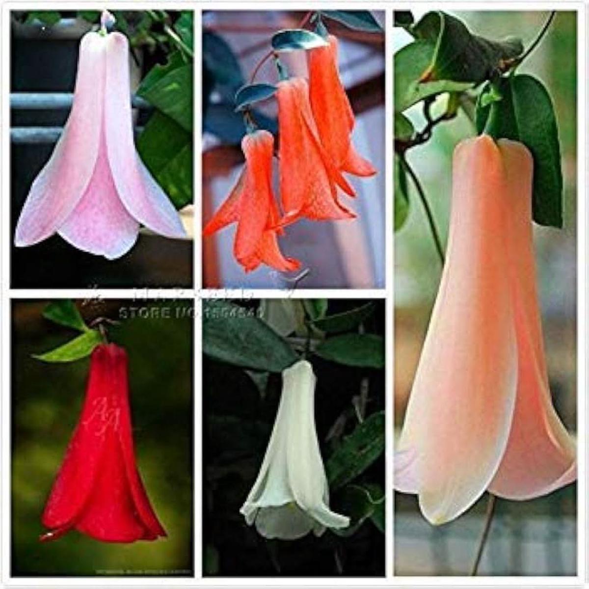 Bellflower Lapageria Rosea Flower For Planting In Vertical Garden Flower Seeds for Home Garden