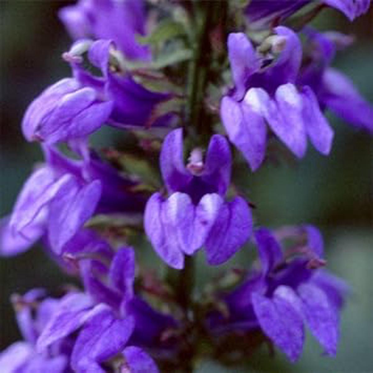 Blue Cardinal Flower Seeds for Planting Heirloom, Non-GMO, High Germination Organic Garden Seeds