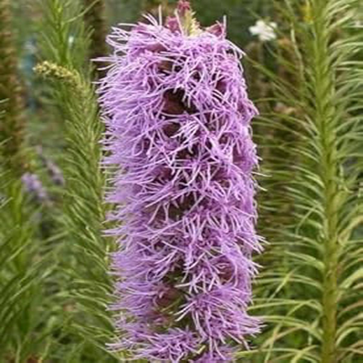 Violet Gayfeather Seeds for Planting  Organic, Heirloom, Non-GMO Flower Seeds