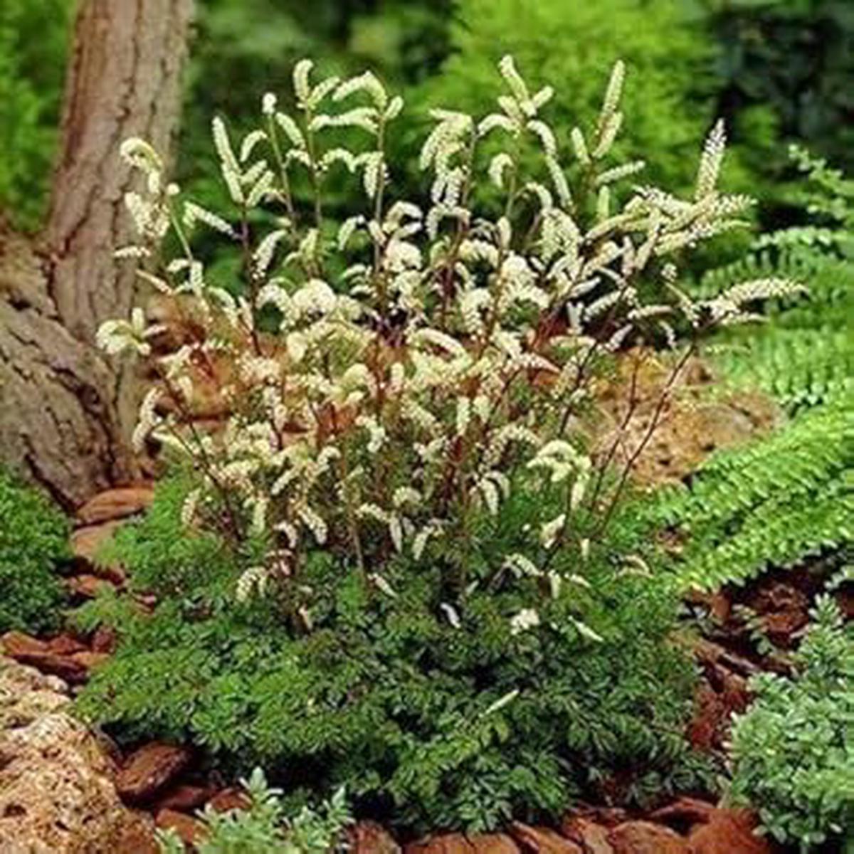 White Aruncus Dioicus Flower seeds for Planting - Seasonal Bloomer, Heirloom & GMO Free Seeds for Home Garden