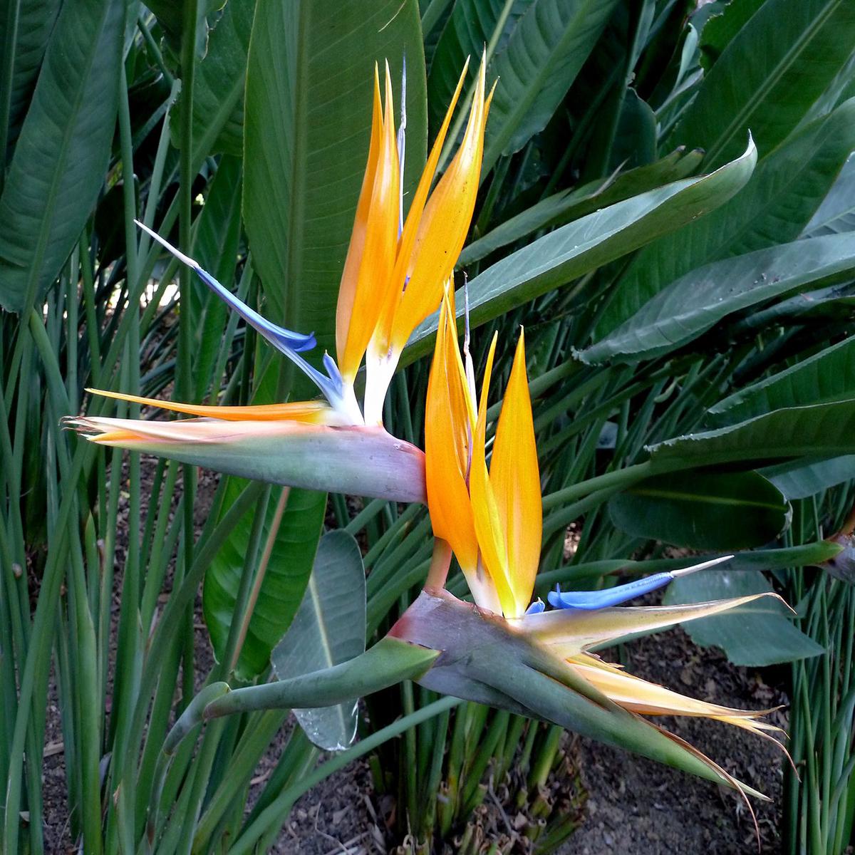Yellow Blue Strelitzia Reginae flower seeds for Planting Cut Flower Favorite Heirloom & GMO Free Seeds for Home Garden