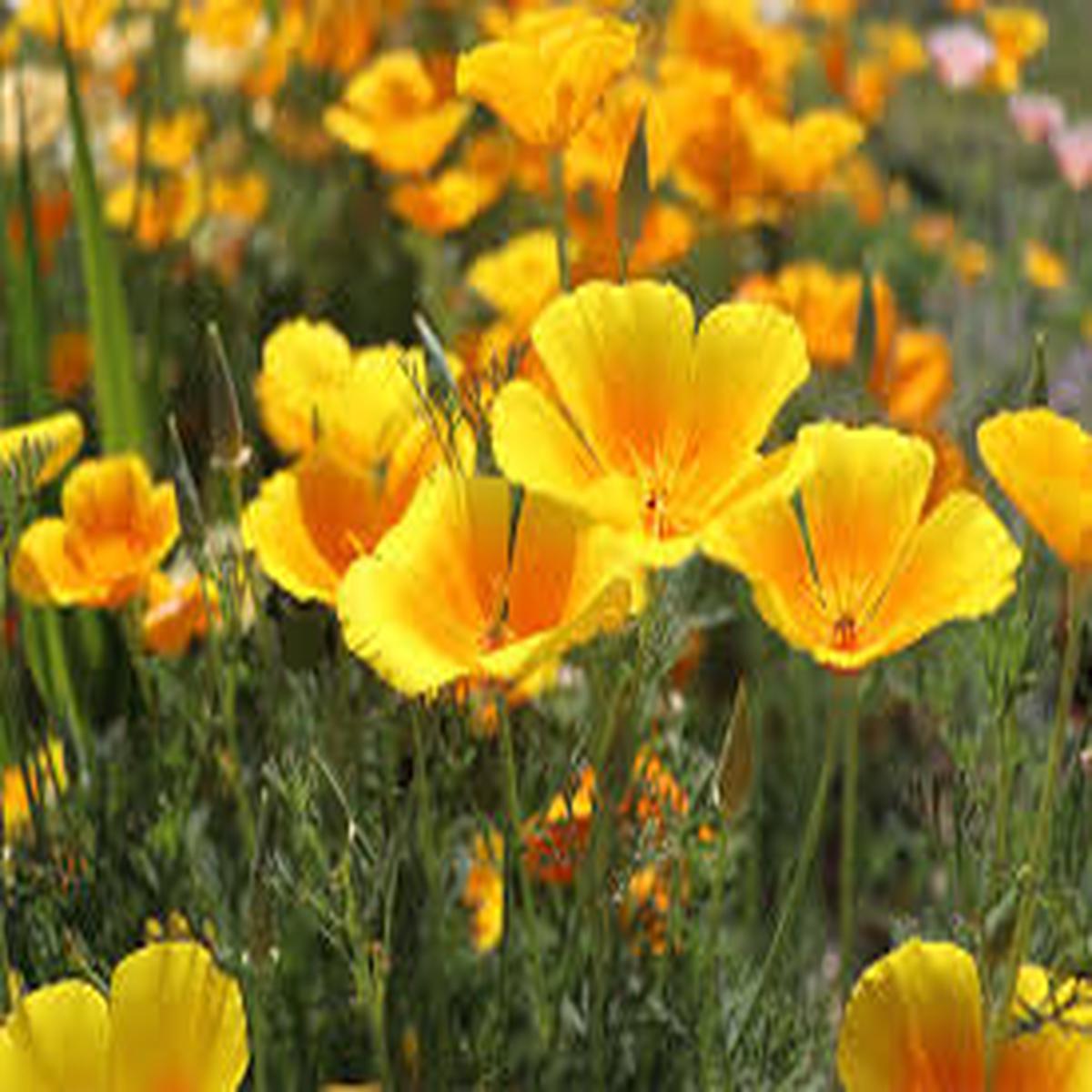 Yellow Eschscholzia Flower Seeds Planting