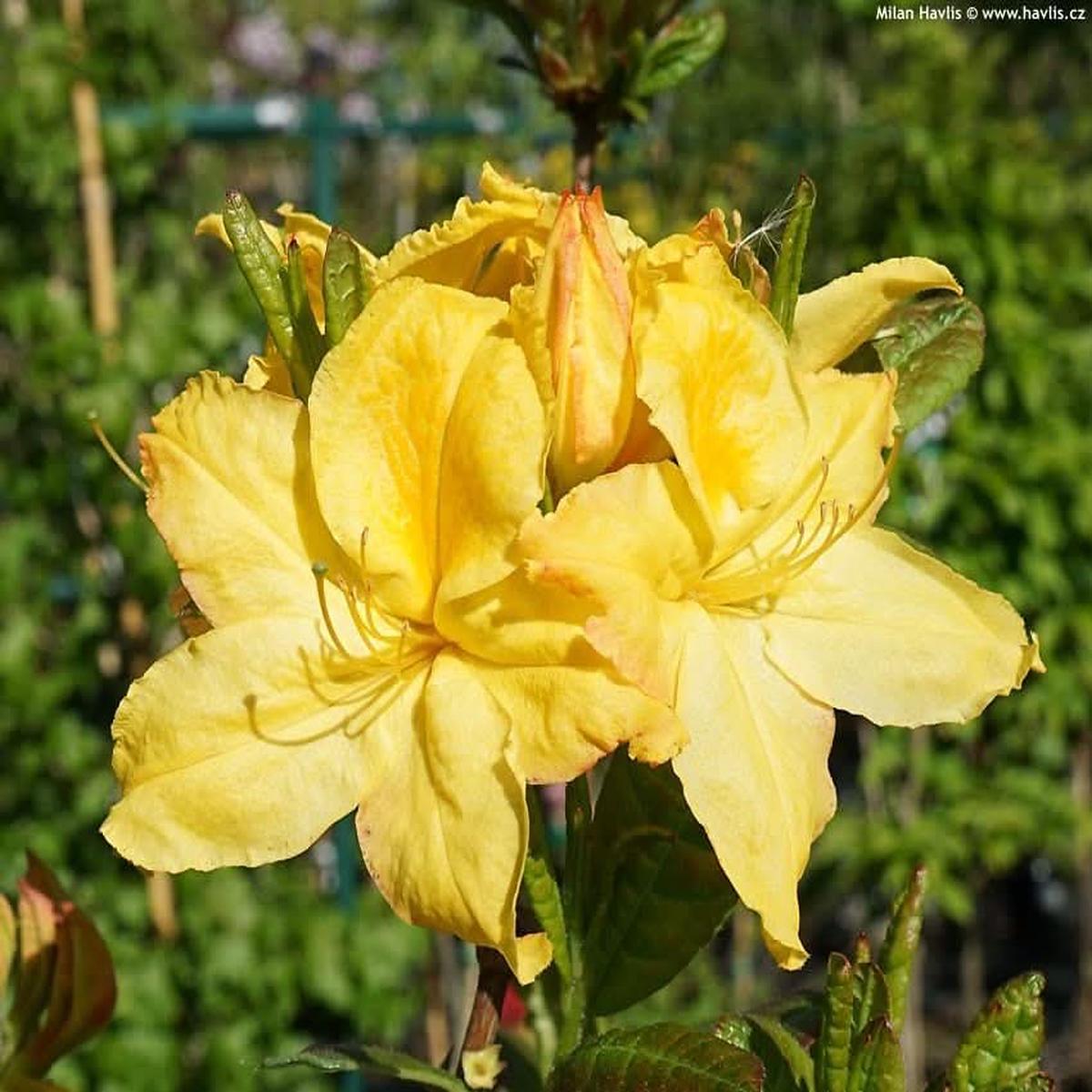 Yellow Heirloom Non Gmo Light Azalea Flower For Planting Bright Ornamental Shrub Flower Seeds for