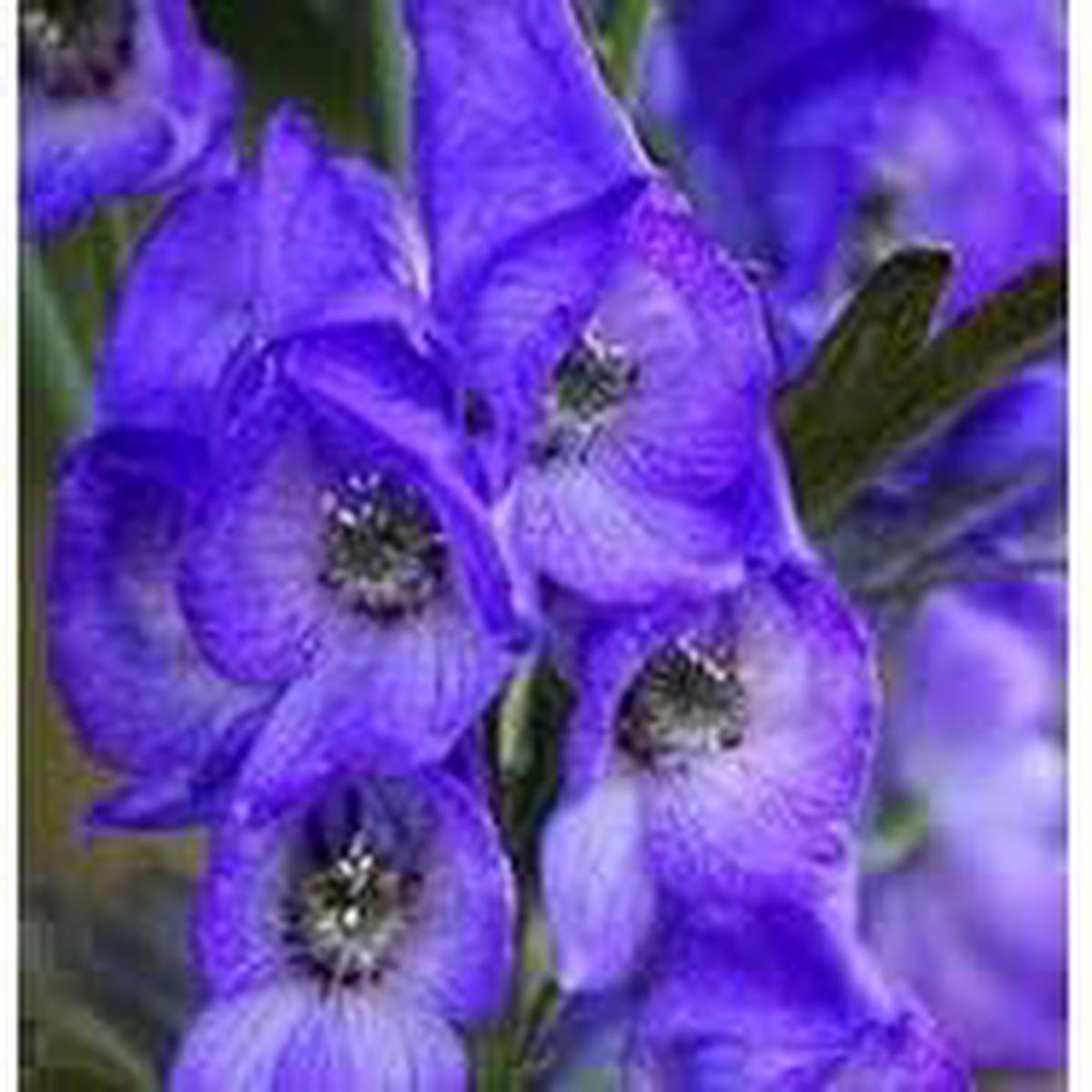 Aconite Flower seeds for Planting - Long Bloom Season, Heirloom & GMO Free Seeds for Home Garden