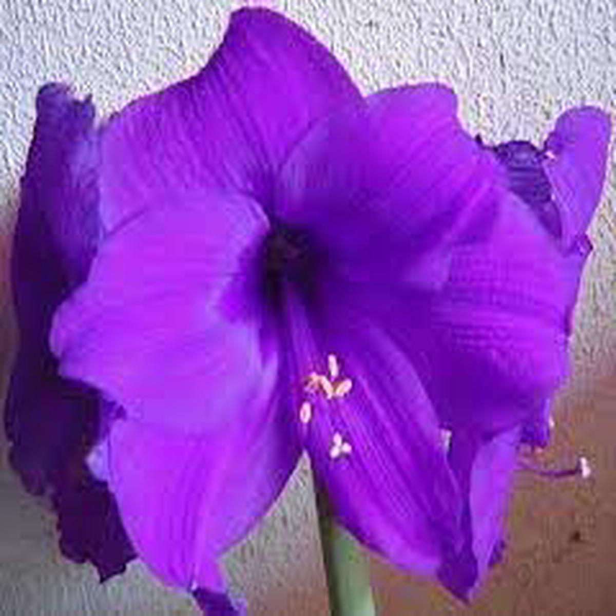 Amaryllis Flower Seeds for Planting  Heirloom Non-GMO 100 pcs Fragrant and Elegant Garden Blooms
