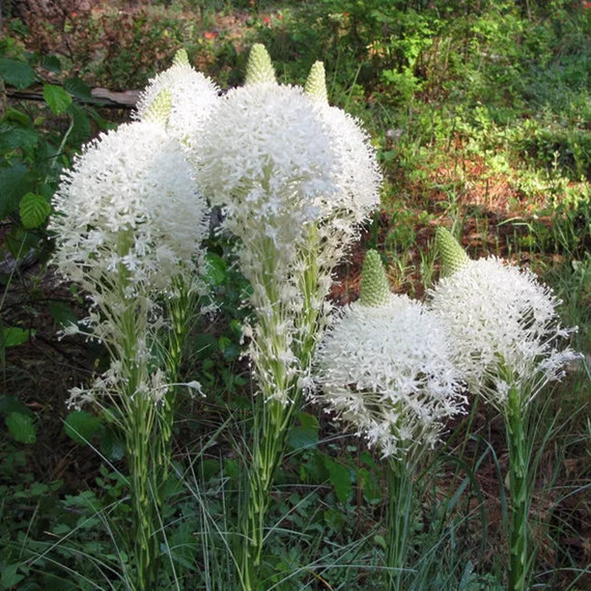 Bear Grass (Xerophyllum Tenax) Flower Seeds Heirloom Non-GMO Seeds for Wildflower & Woodland Gardens