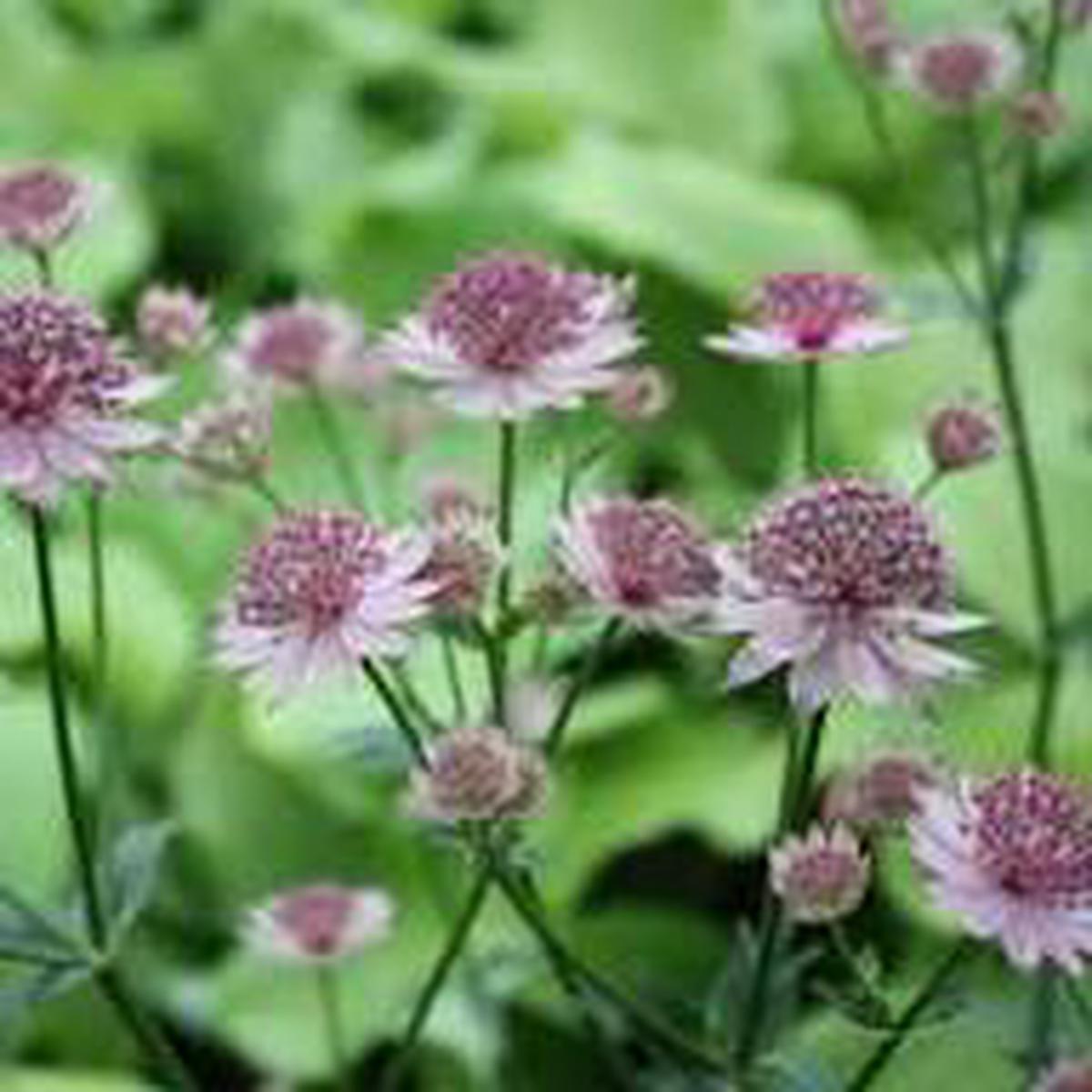Blue Astrantia Flower Seeds for Planting | Heirloom Non-GMO Organic Garden Seeds, Pollinator Friendly, High Germination