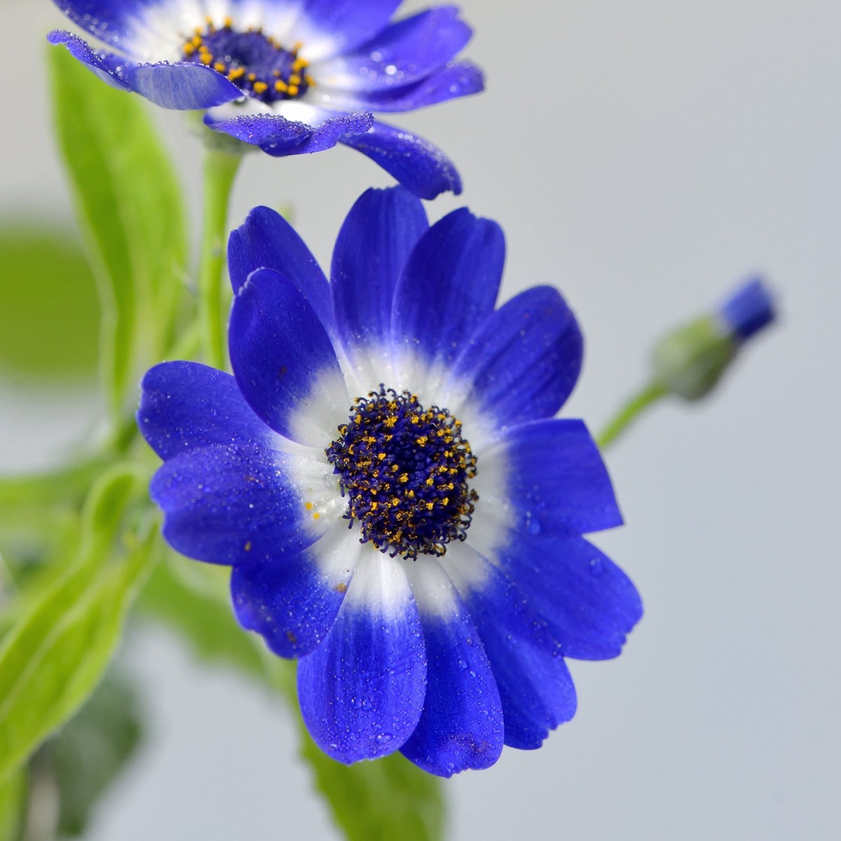 Blue Heirloom Cineraria Flower Planting Non Gmo Flower Seeds Home Garden Planting, Premium