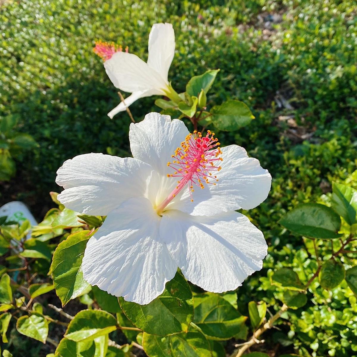 White Hibiscus Heirloom Non-GMO Seeds for Planting Organic Garden Seeds, High Germination, Vibrant Blooms