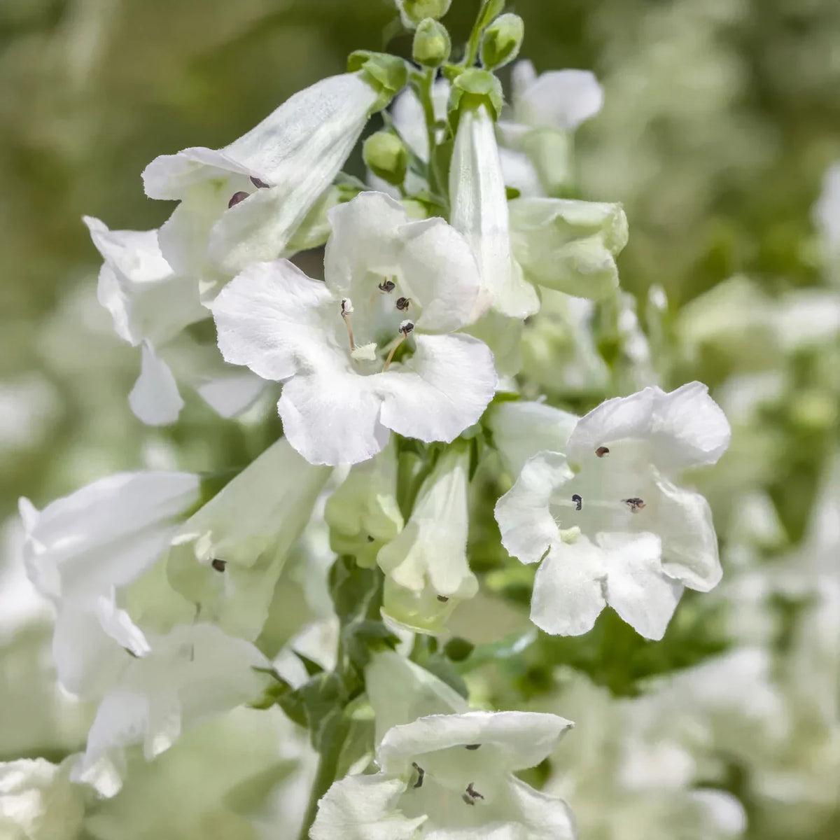 White Penstemon Flower seeds for Planting - Easy to Grow, Heirloom & GMO Free Seeds for Home Garden
