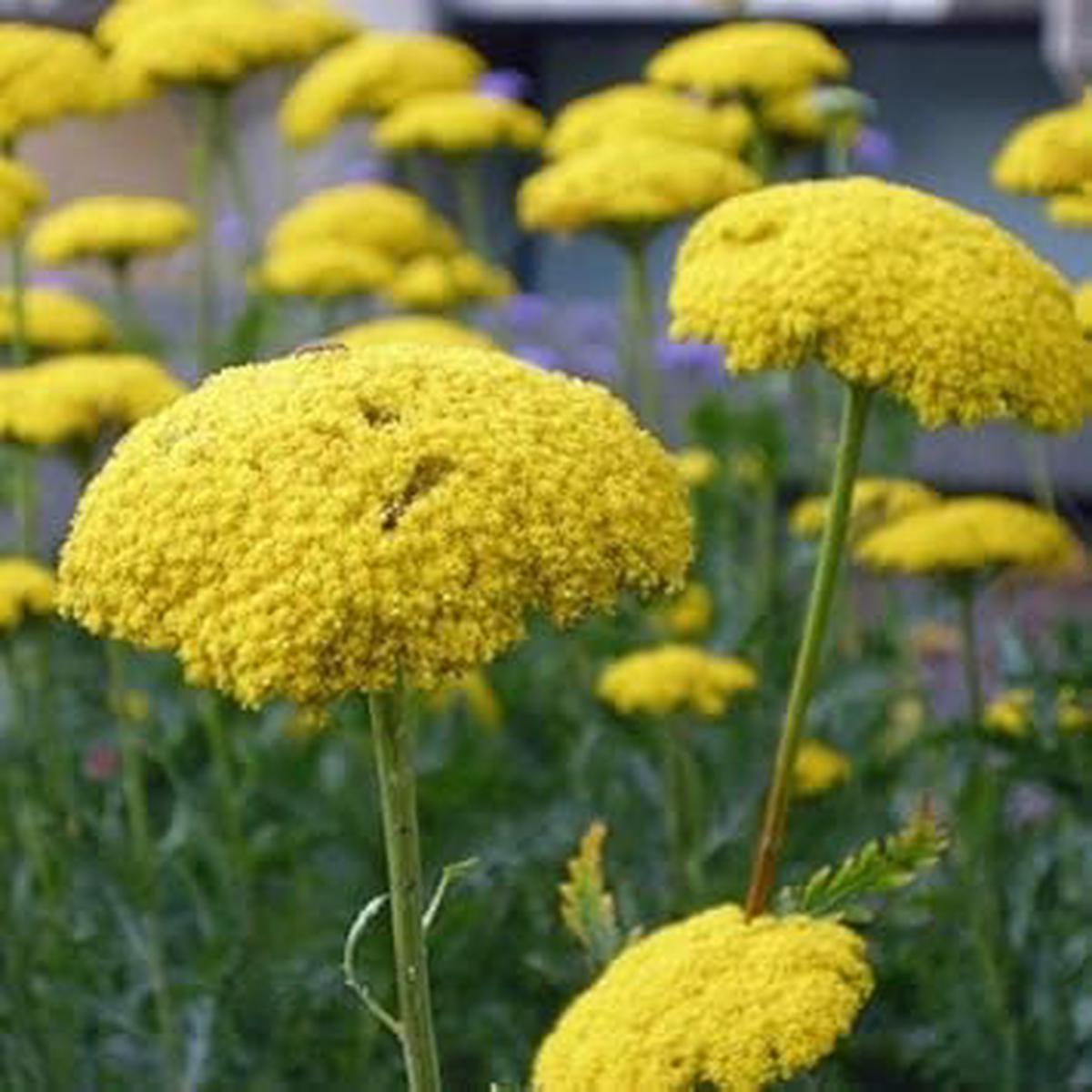 Yellow Achillea Flower seeds for Planting - Fragrant Blossoms, Heirloom & GMO Free Seeds for Home Garden