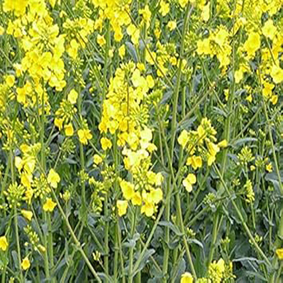 Yellow Rape Seeds for Planting  Organic Heirloom Non-GMO Brassica Napus Seeds with High Germination