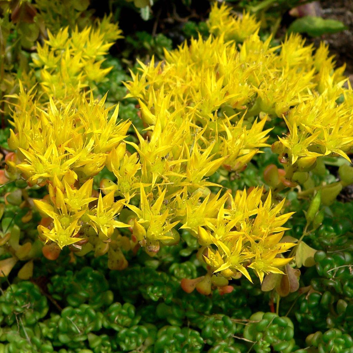 Yellow Sedum Oreganum Flower seeds for Planting - Wildflower Mix, Heirloom & GMO Free Seeds for Home Garden