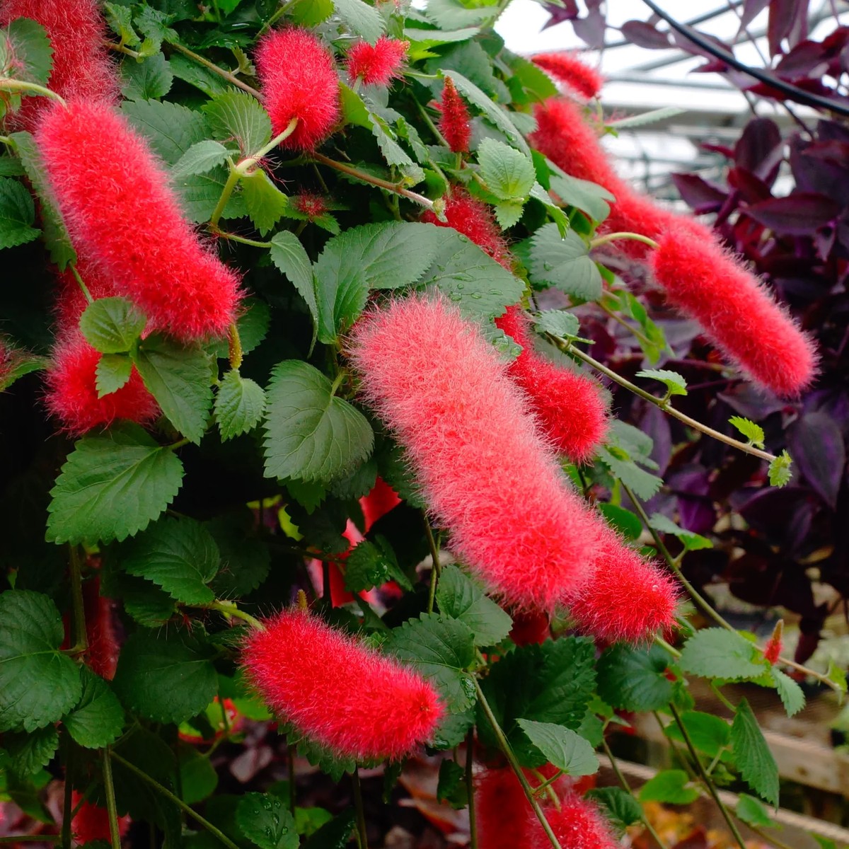 Acalypha Pendula (Dwarf Chenille) Flower Seeds for Planting Heirloom, Non-GMO, Easy to Grow, Tropical