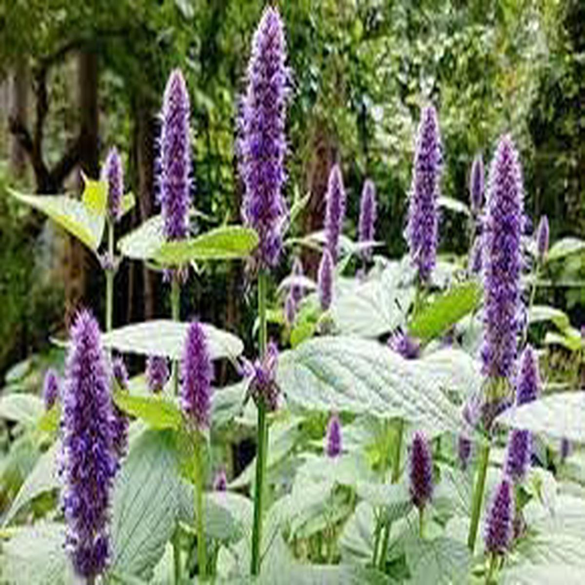 Agastache Rugosa Plant Seeds for Planting Heirloom, Non-GMO, High Germination Organic Garden Seeds