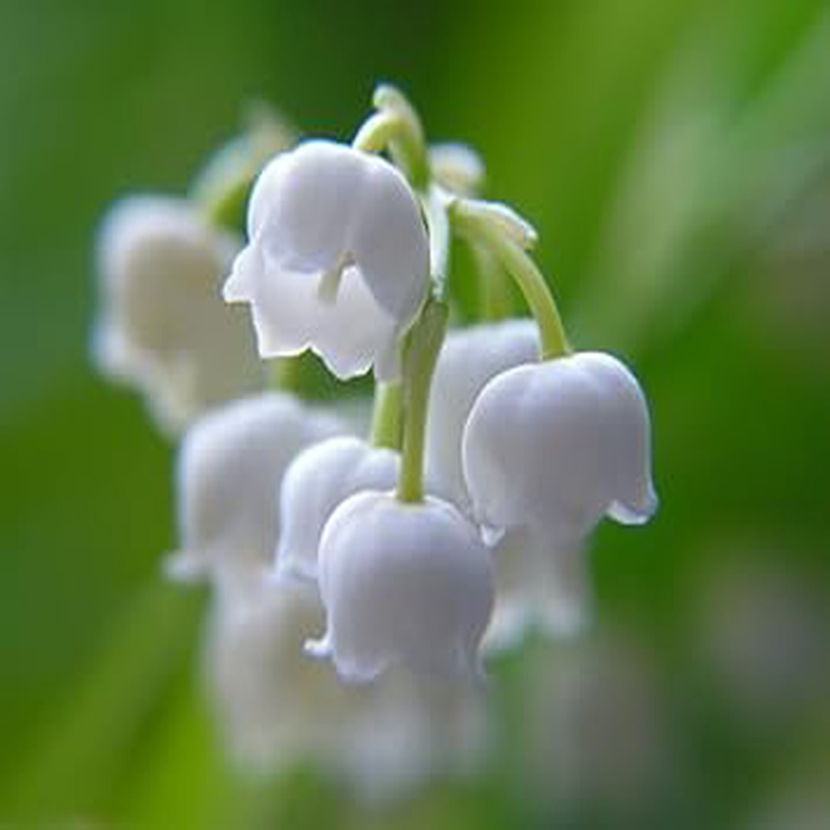 Bell Orchid Flower Seeds for Garden Non-GMO, Heirloom, High Germination Seeds