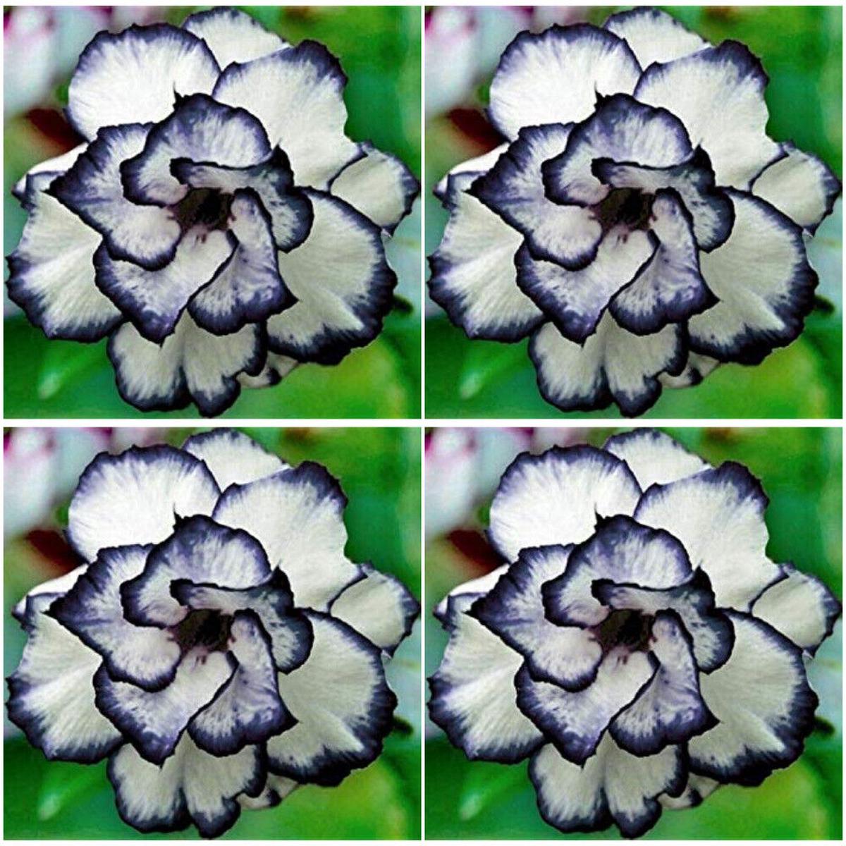 Black & White Desert Rose Flower Seeds for Planting Heirloom, Non-GMO, Easy to Grow, Drought-Tolerant