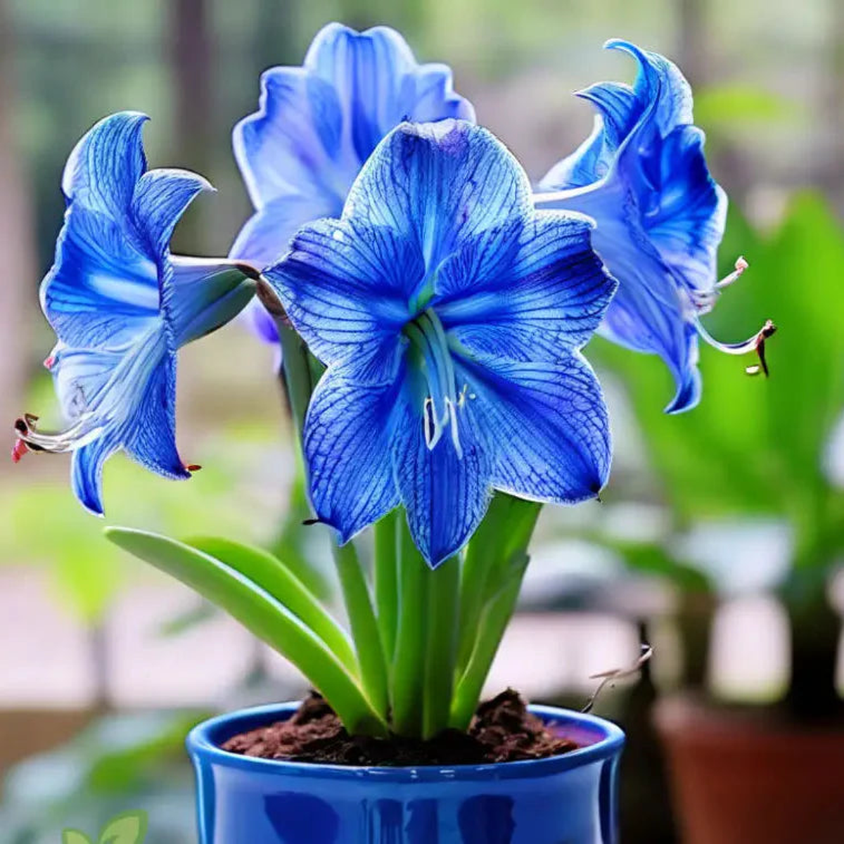 Blue Amaryllis Flower Seeds for Planting